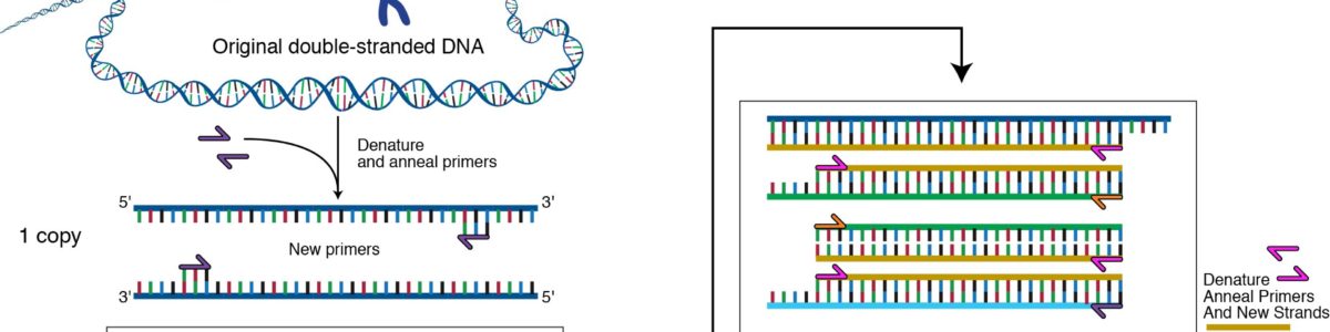 PCR methodology