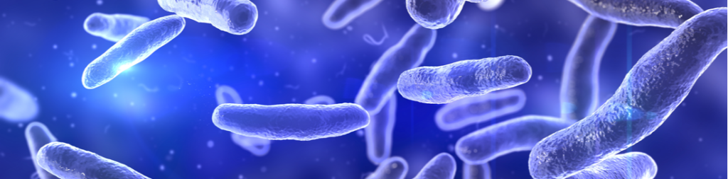 bacteria